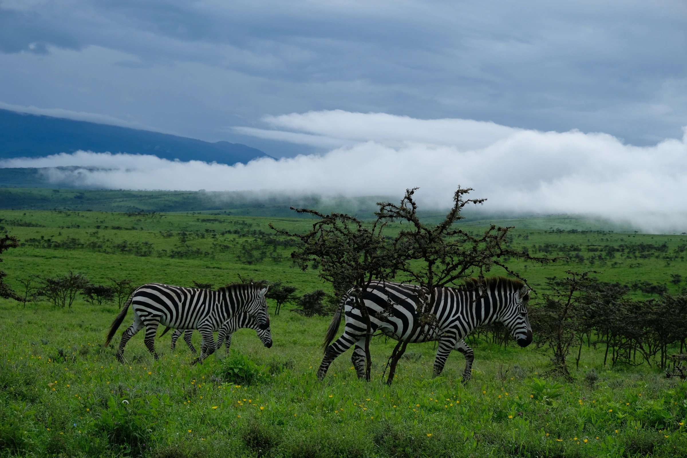 Two zebras in tall grass on the Ngorongoro plains, dramatic clouds behind.